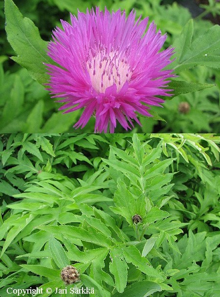 Centaurea dealbata